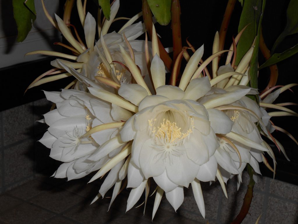 月下美人の六連開花