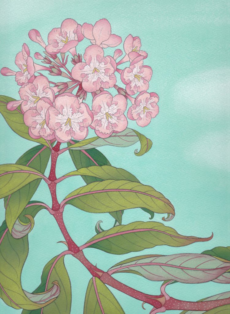 匂い桜