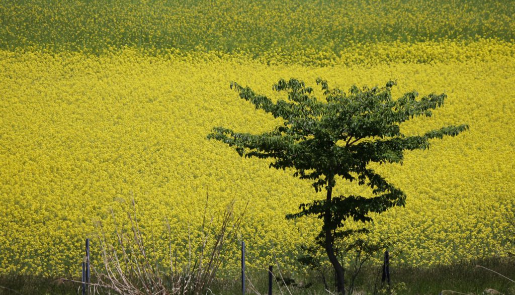 菜の花畑点描